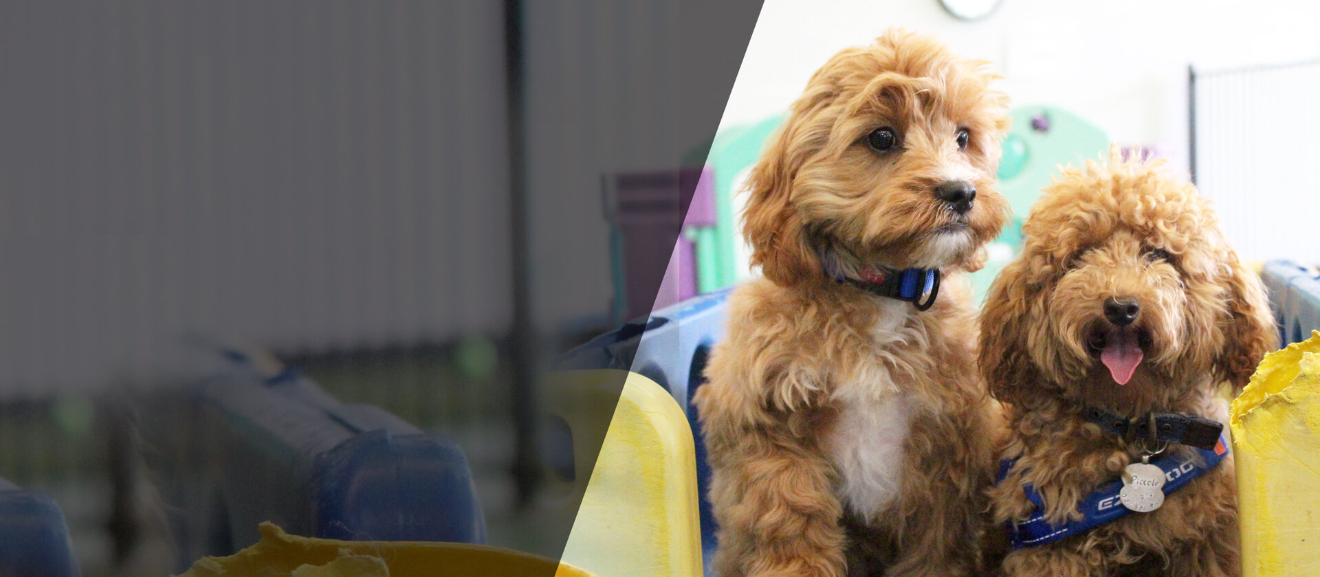 Urban Dogs Urban Dogs